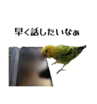 セキセイインコ とりちゃんの日常（個別スタンプ：6）