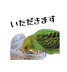 セキセイインコ とりちゃんの日常（個別スタンプ：8）