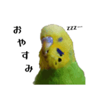 セキセイインコ とりちゃんの日常（個別スタンプ：9）