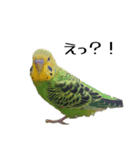 セキセイインコ とりちゃんの日常（個別スタンプ：10）