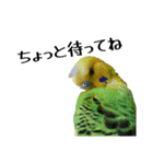 セキセイインコ とりちゃんの日常（個別スタンプ：11）