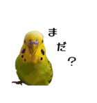 セキセイインコ とりちゃんの日常（個別スタンプ：12）