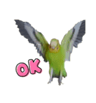 セキセイインコ とりちゃんの日常（個別スタンプ：13）