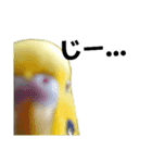セキセイインコ とりちゃんの日常（個別スタンプ：14）