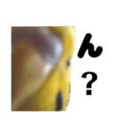 セキセイインコ とりちゃんの日常（個別スタンプ：15）