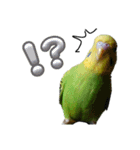 セキセイインコ とりちゃんの日常（個別スタンプ：16）