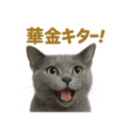 週末だ！ロシアンブルー猫のご褒美スタンプ（個別スタンプ：1）