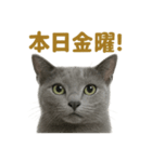 週末だ！ロシアンブルー猫のご褒美スタンプ（個別スタンプ：2）