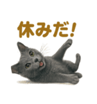 週末だ！ロシアンブルー猫のご褒美スタンプ（個別スタンプ：4）