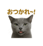 週末だ！ロシアンブルー猫のご褒美スタンプ（個別スタンプ：5）