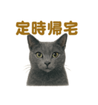 週末だ！ロシアンブルー猫のご褒美スタンプ（個別スタンプ：6）