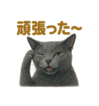 週末だ！ロシアンブルー猫のご褒美スタンプ（個別スタンプ：8）