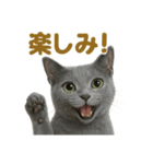 週末だ！ロシアンブルー猫のご褒美スタンプ（個別スタンプ：13）
