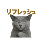 週末だ！ロシアンブルー猫のご褒美スタンプ（個別スタンプ：14）