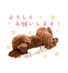 トイプードルのちょこスタンプ【実写】（個別スタンプ：5）