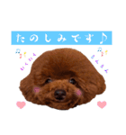 トイプードルのちょこスタンプ【実写】（個別スタンプ：8）