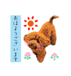 トイプードルのちょこスタンプ【実写】（個別スタンプ：9）