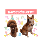 トイプードルのちょこスタンプ【実写】（個別スタンプ：22）