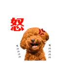トイプードルのちょこスタンプ【実写】（個別スタンプ：24）