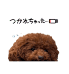 トイプードルのちょこスタンプ【実写】（個別スタンプ：26）