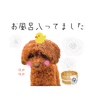 トイプードルのちょこスタンプ【実写】（個別スタンプ：29）