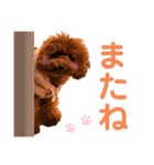 トイプードルのちょこスタンプ【実写】（個別スタンプ：30）