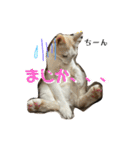 ぴよ家 成猫ver.（個別スタンプ：5）