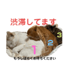 ぴよ家 成猫ver.（個別スタンプ：6）
