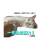 ぴよ家 成猫ver.（個別スタンプ：7）