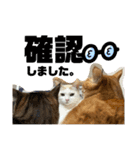 ぴよ家 成猫ver.（個別スタンプ：8）