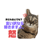 ぴよ家 成猫ver.（個別スタンプ：9）