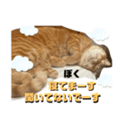 ぴよ家 成猫ver.（個別スタンプ：10）
