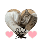 ぴよ家 成猫ver.（個別スタンプ：11）