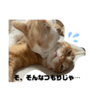 ぴよ家 成猫ver.（個別スタンプ：12）