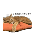 ぴよ家 成猫ver.（個別スタンプ：13）