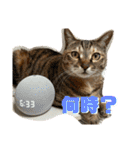 ぴよ家 成猫ver.（個別スタンプ：14）