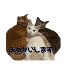 ぴよ家 成猫ver.（個別スタンプ：16）