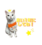 ぴよ家 成猫ver.（個別スタンプ：19）