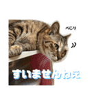 ぴよ家 成猫ver.（個別スタンプ：21）
