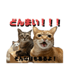 ぴよ家 成猫ver.（個別スタンプ：23）