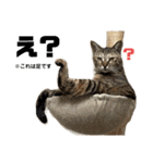 ぴよ家 成猫ver.（個別スタンプ：26）