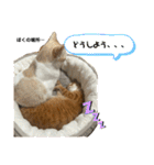 ぴよ家 成猫ver.（個別スタンプ：27）