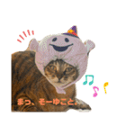 ぴよ家 成猫ver.（個別スタンプ：31）