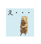 デグーの雪丸（個別スタンプ：3）