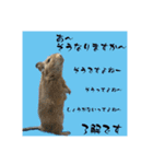 デグーの雪丸（個別スタンプ：4）