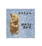 デグーの雪丸（個別スタンプ：5）