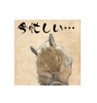 デグーの雪丸（個別スタンプ：7）