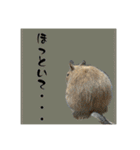 デグーの雪丸（個別スタンプ：9）
