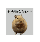 デグーの雪丸（個別スタンプ：10）