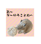デグーの雪丸（個別スタンプ：11）